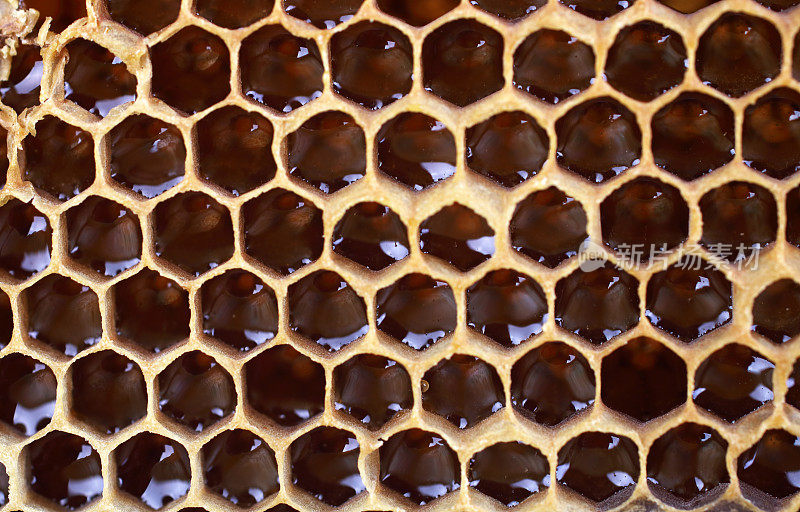 Close-up beautiful honeycomb with honey